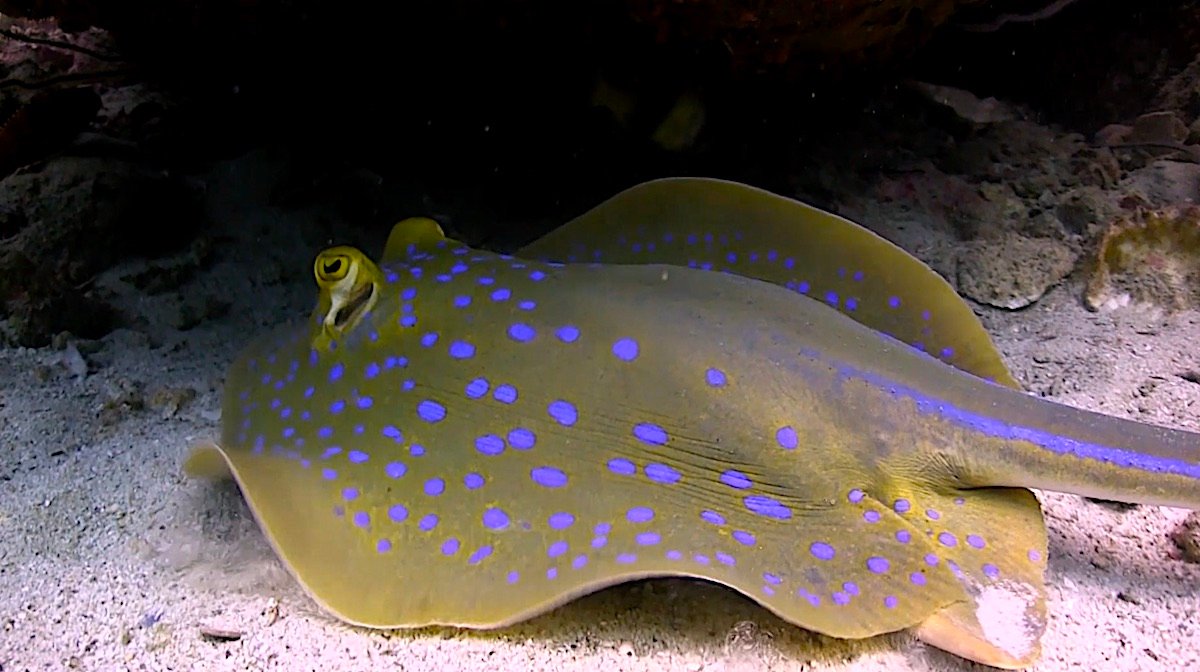 Marine Life in Koh Tao