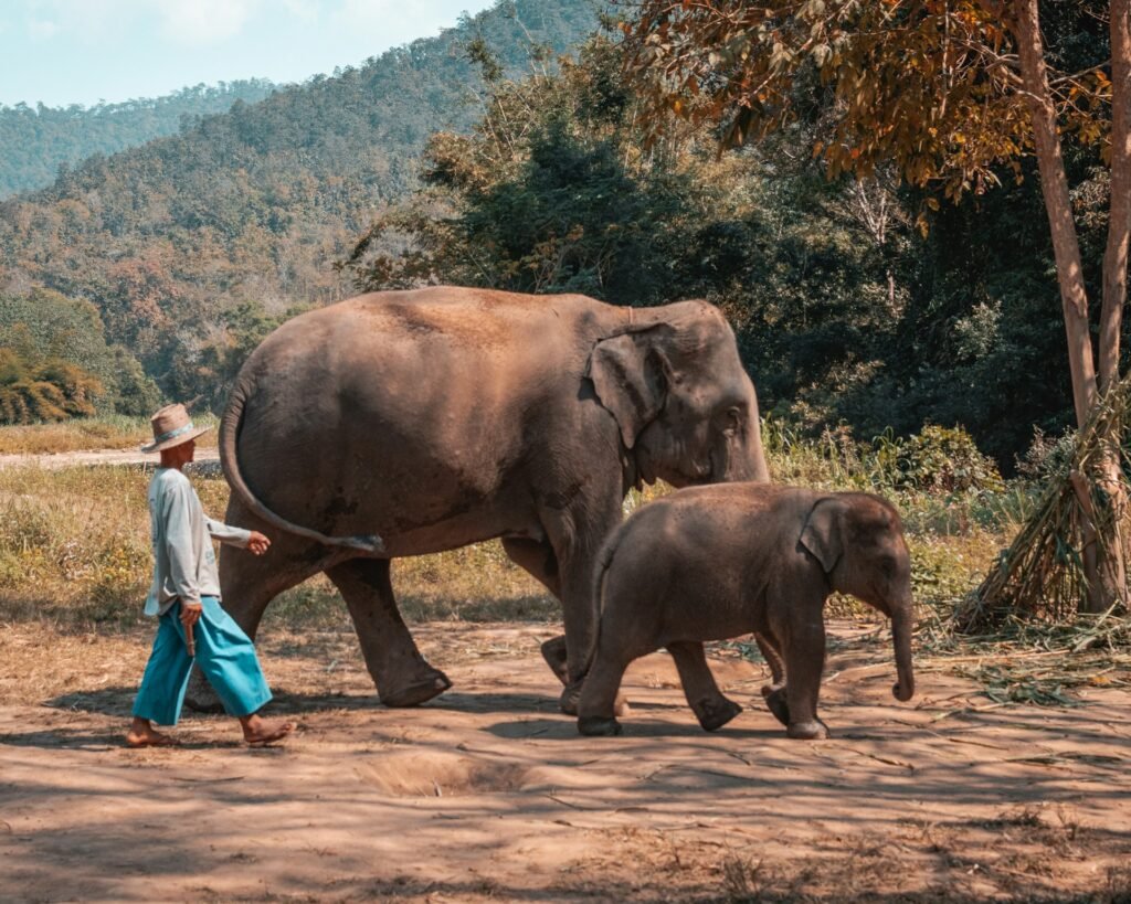 Elephants Chiang Mai.